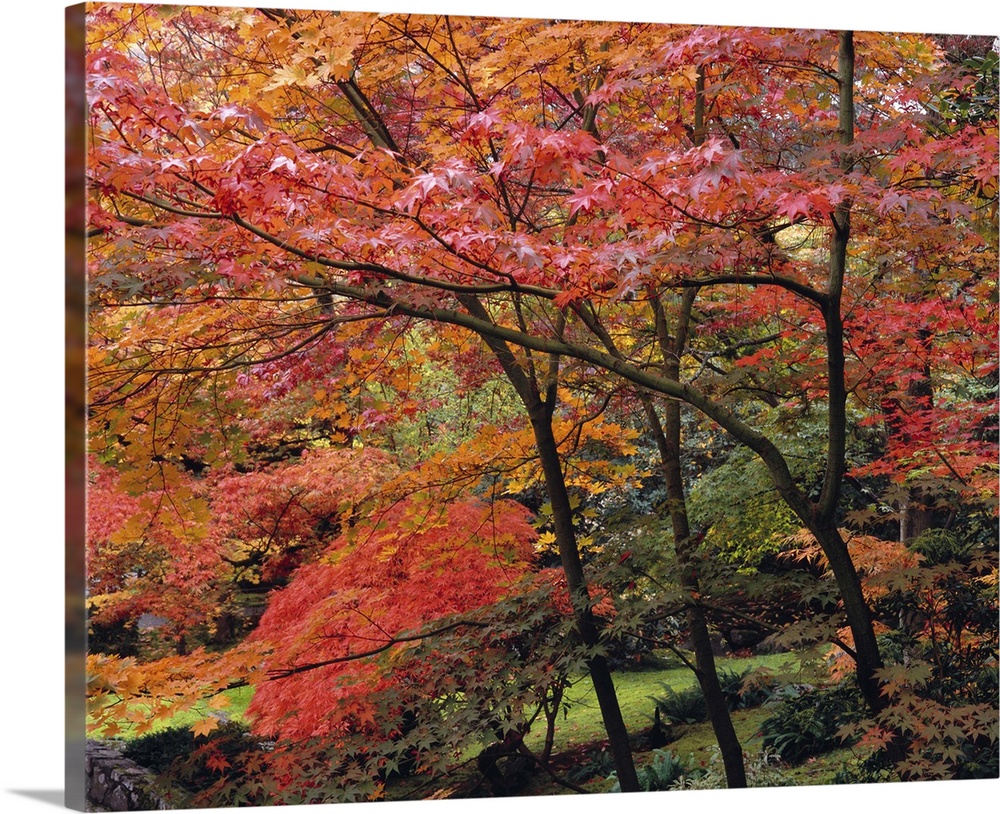 Autumn foliage in the Japanese Garden within the Washington Park Arboretum of Seattle, Washington.  The edge of a stone br...