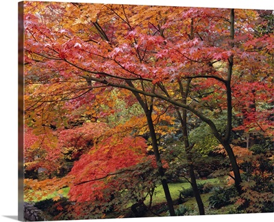 Autumn leaves in a garden