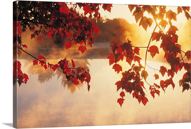 Autumn Leaves, New England, USA Wall Art, Canvas Prints, Framed Prints