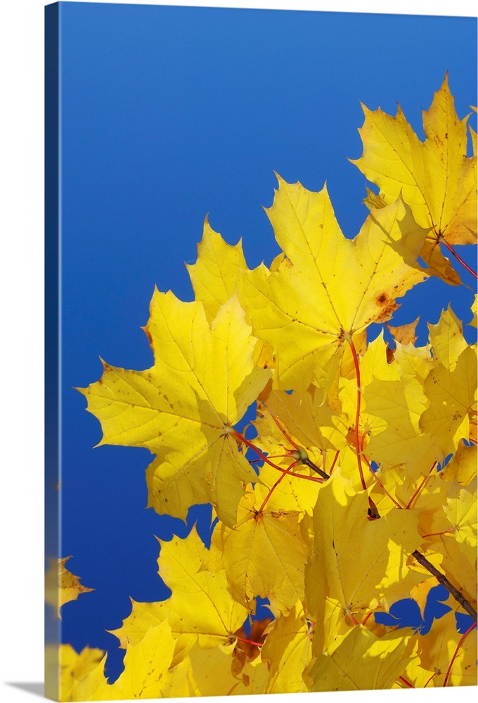 Autumn leaves of a Norway maple (Acer platanoides)