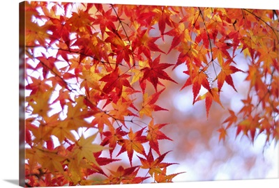 Autumn leaves of Japanese maple, Kyoto.