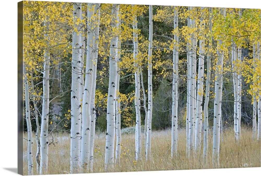 Autumn leaves on trees in forest Solid-Faced Canvas Print