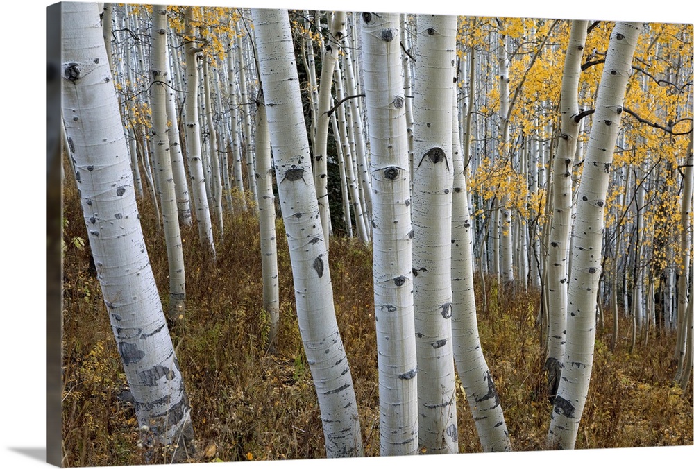 Autumn leaves on trees in forest