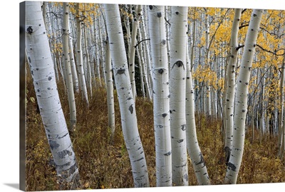 Autumn leaves on trees in forest