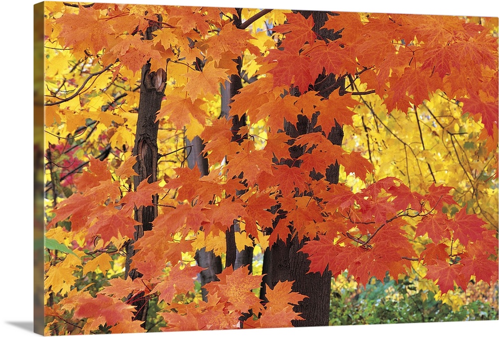 Autumn Leaves, Pepper Pike, Ohio, USA