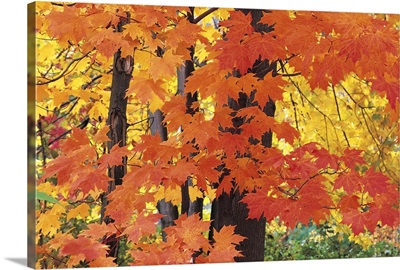 Autumn Leaves, Pepper Pike, Ohio, USA