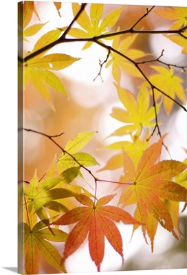 Autumn leaves with blurred background.