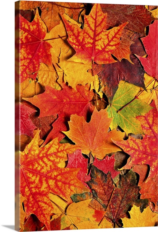 Autumn Maple Leaves | Great Big Canvas