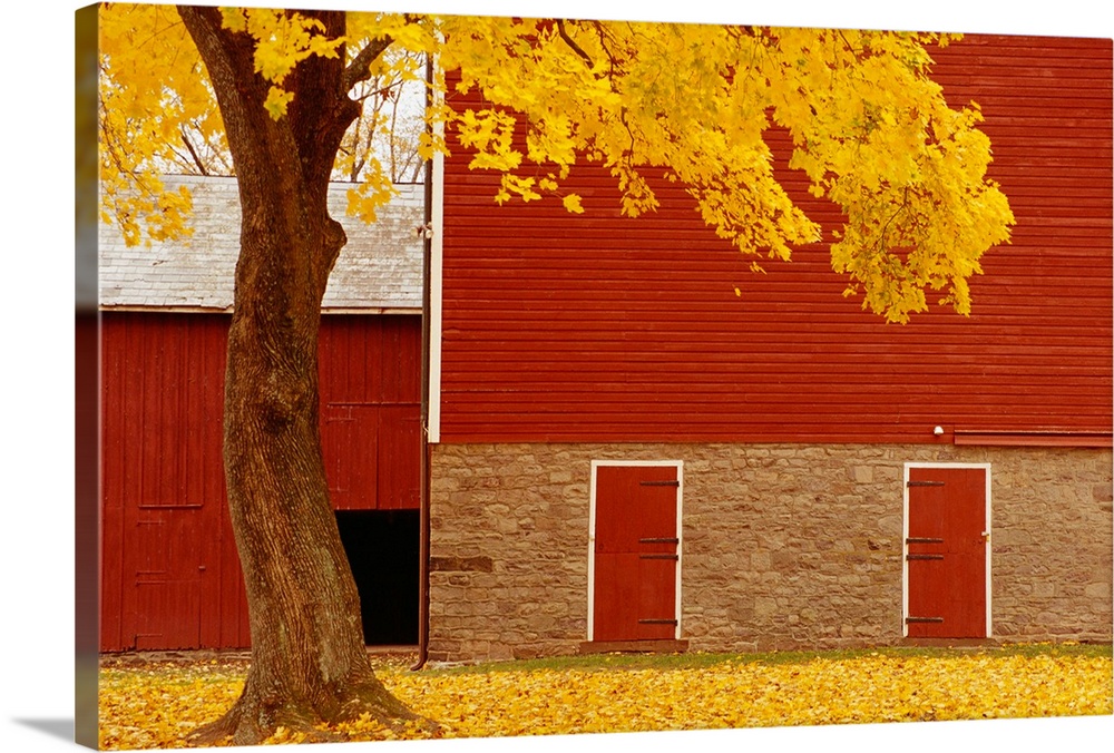 Autumn Tree By Red Barn
