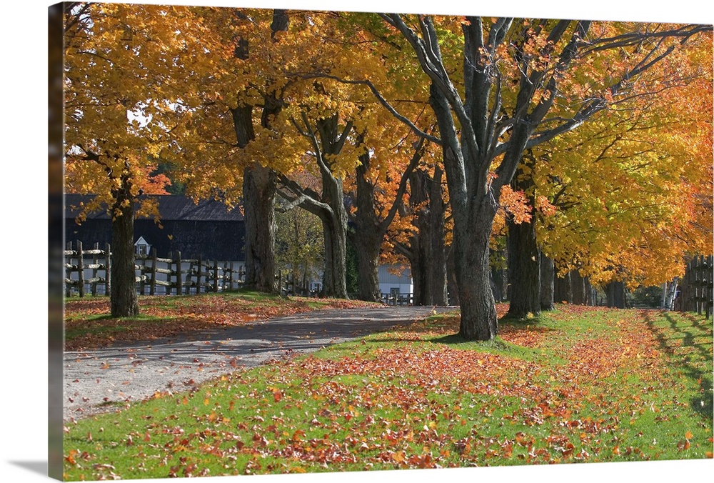 Autumn trees surrounding driveway