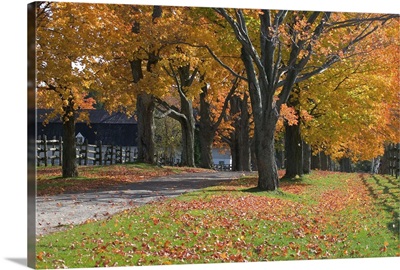 Autumn trees surrounding driveway