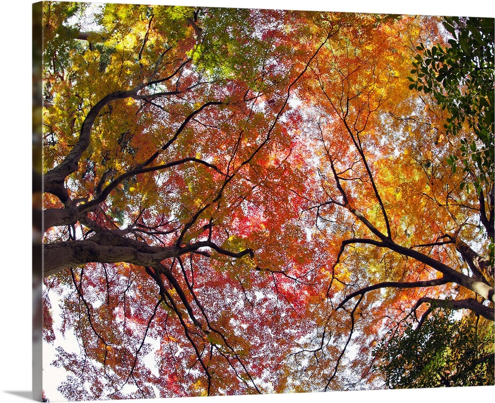 Autumn trees, Tonogayato Garden, Tokyo.