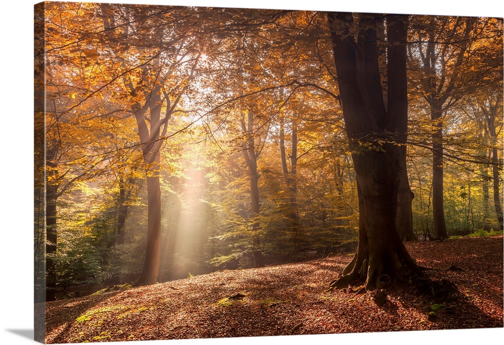 Misty morning in an English woodland with light streaming between the trees over a bed of autumn leaves.