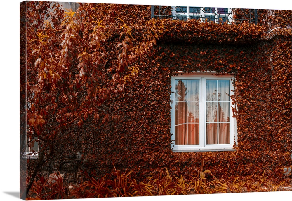 Autumnal background. House with red dry leaves wall coating.