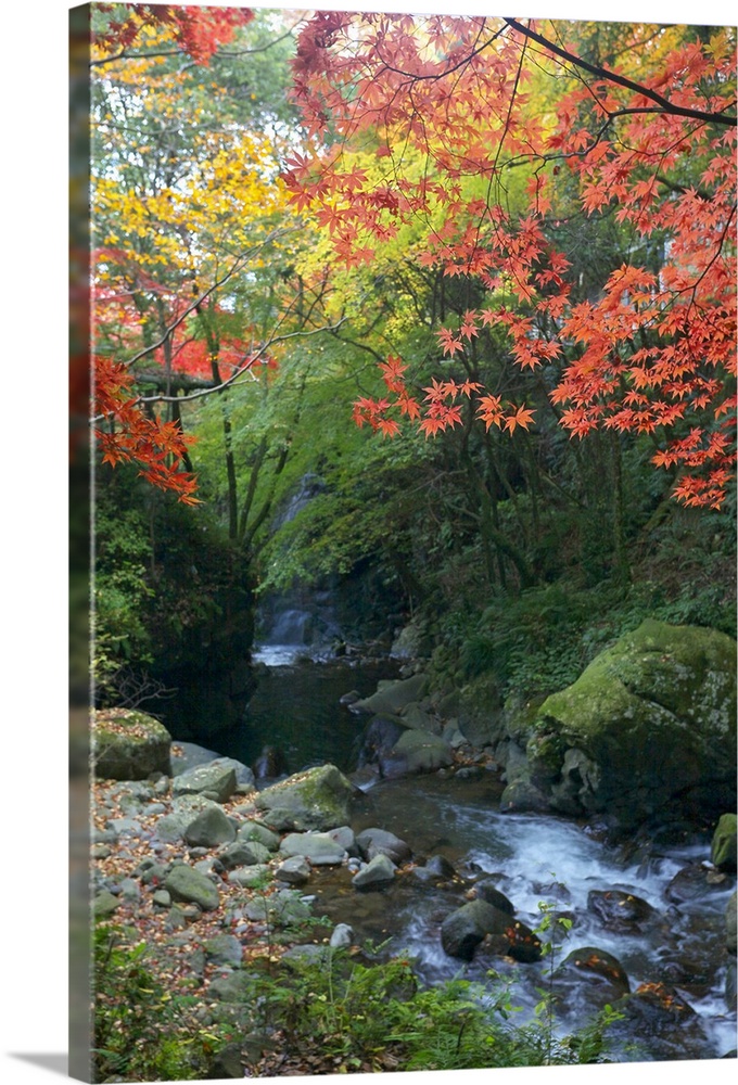 Photograph of a forest in the fall with a peaceful stream running through it.