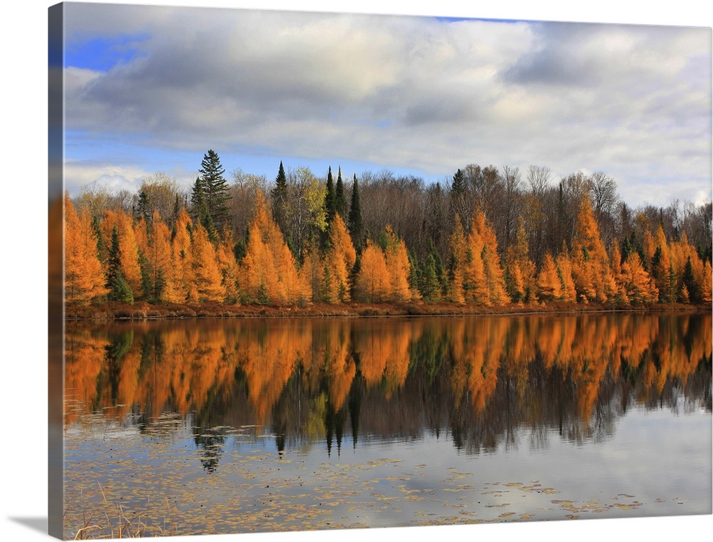 This looked almost like a painting when I snapped this photo of these Tamaracks reflecting their beauty in the water and l...