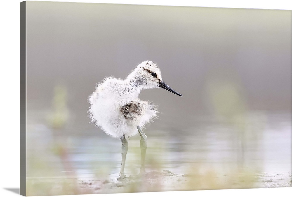 Baby Avocet.