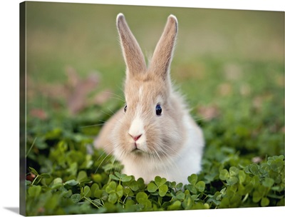 Baby bunny in clover field.