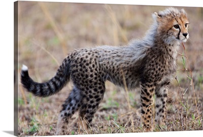 Baby Cheetah In The Masai Mara Reserve Of Kenya Africa
