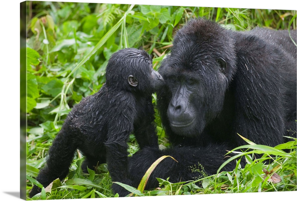 Baby Gorilla Kisses Silverback Male