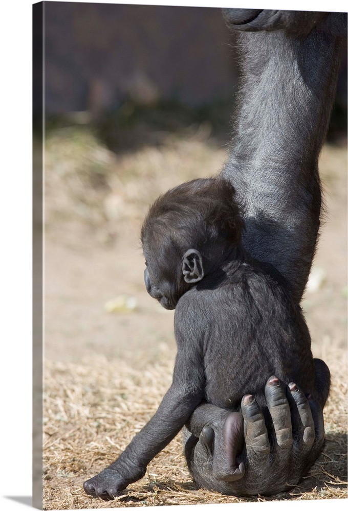 Baby Gorilla Sitting On Mother'S Hand