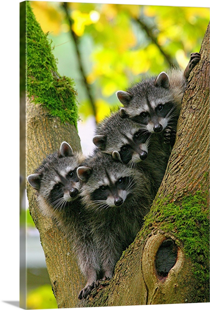 These are some adorable baby Raccoons all piled up in a tree.
