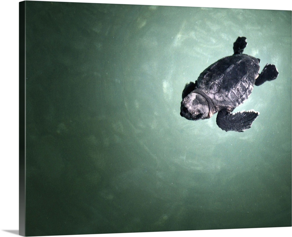 Baby sea turtle swimming in sea.
