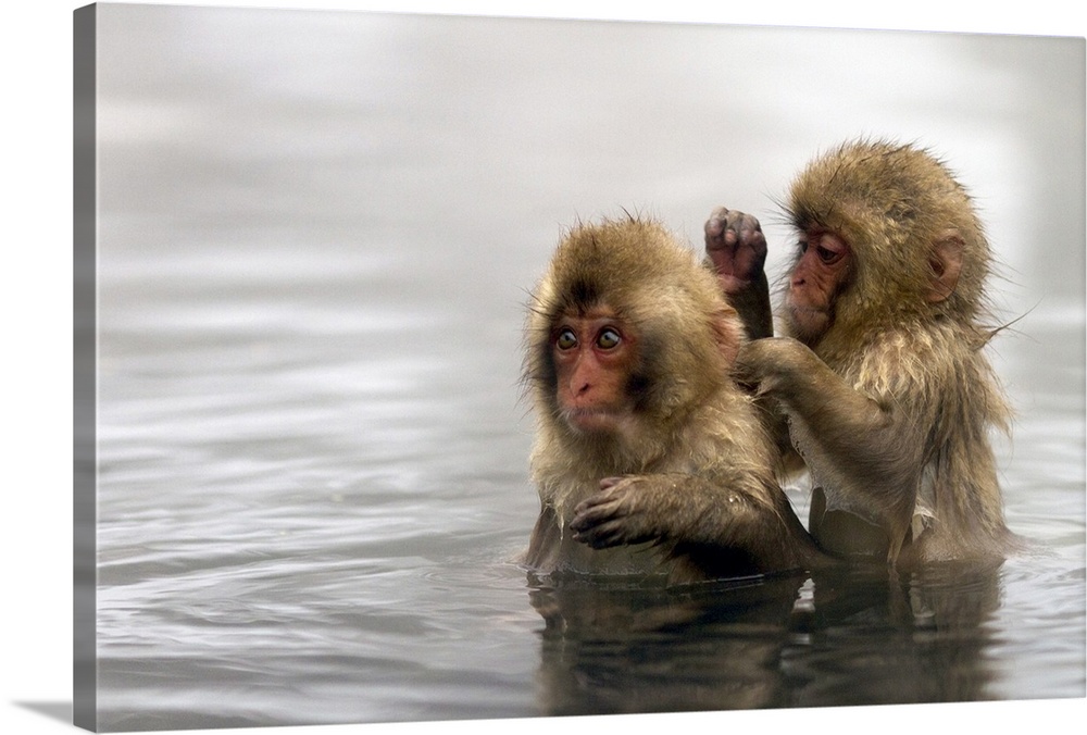 Baby snow monkeys in Jigokudani monkey park near onsen town of Yudanaka, Nagano prefecture, Japan.