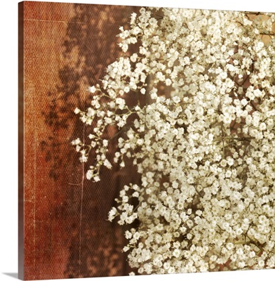 Baby's breath blossoms against red barn