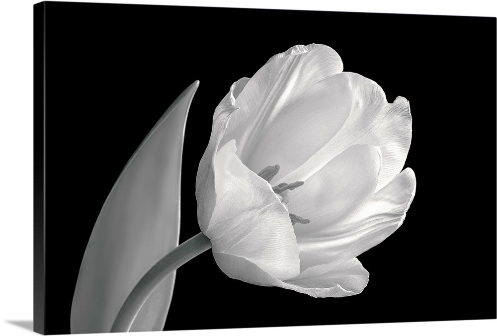 Back and white image of tulip