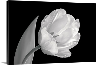 Back and white image of tulip
