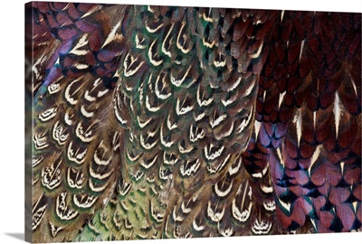 Back And Wing Colorful Feather Pattern Of Ring-Necked Pheasant