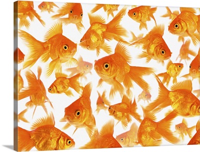 Background Showing a Large Group of Goldfish