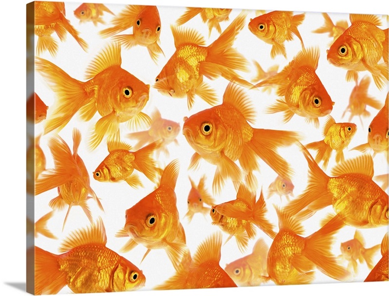 Background Showing a Large Group of Goldfish Wall Art, Canvas Prints