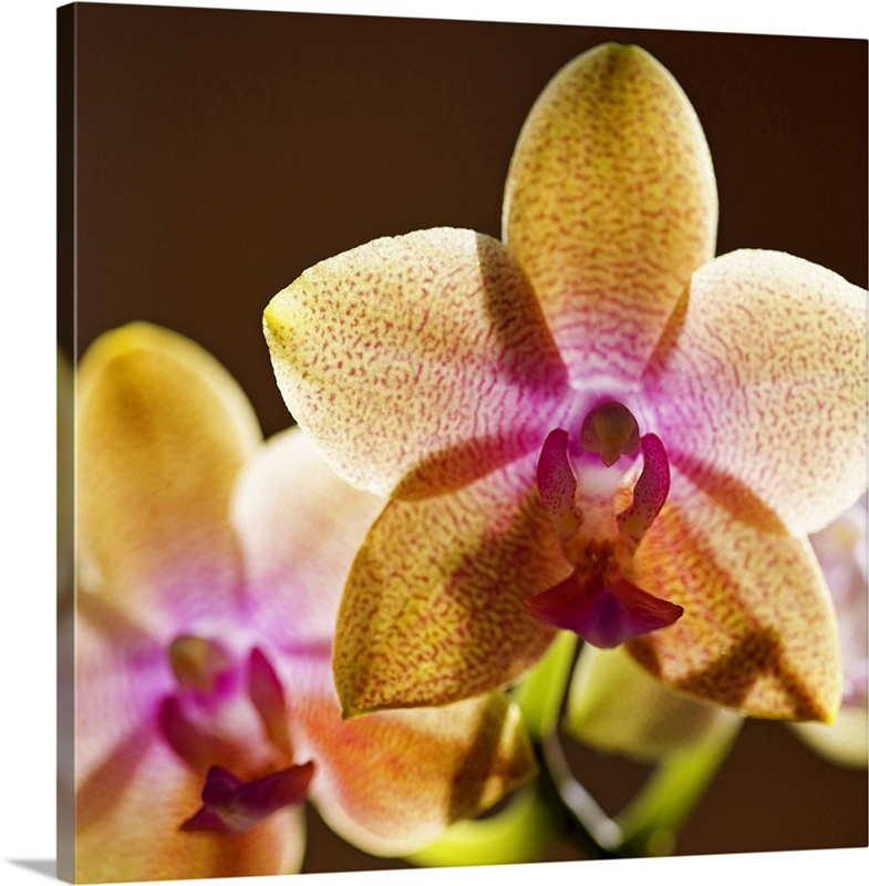 Backlit orchids | Great Big Canvas