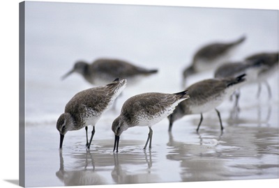 Bairds Sandpipers