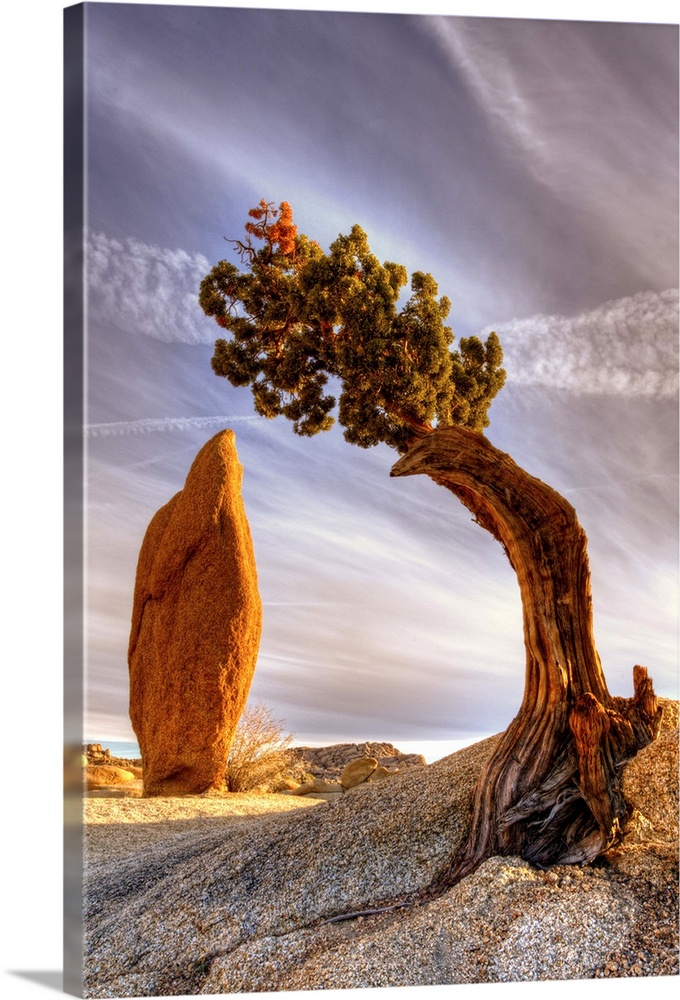 Interesting slender rock and rigged juniper tree. It located in Jumbo Rocks campground in Joshua Tree National Park.