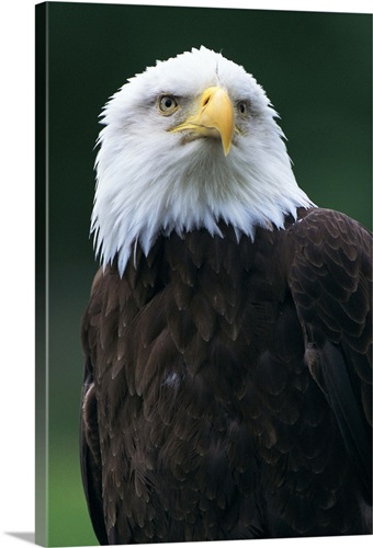 Bald eagle Wall Art, Canvas Prints, Framed Prints, Wall Peels | Great ...