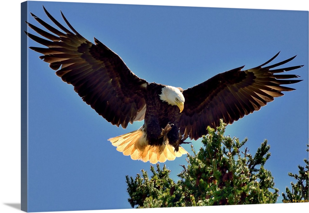 Bald Eagle watching nest on tree.