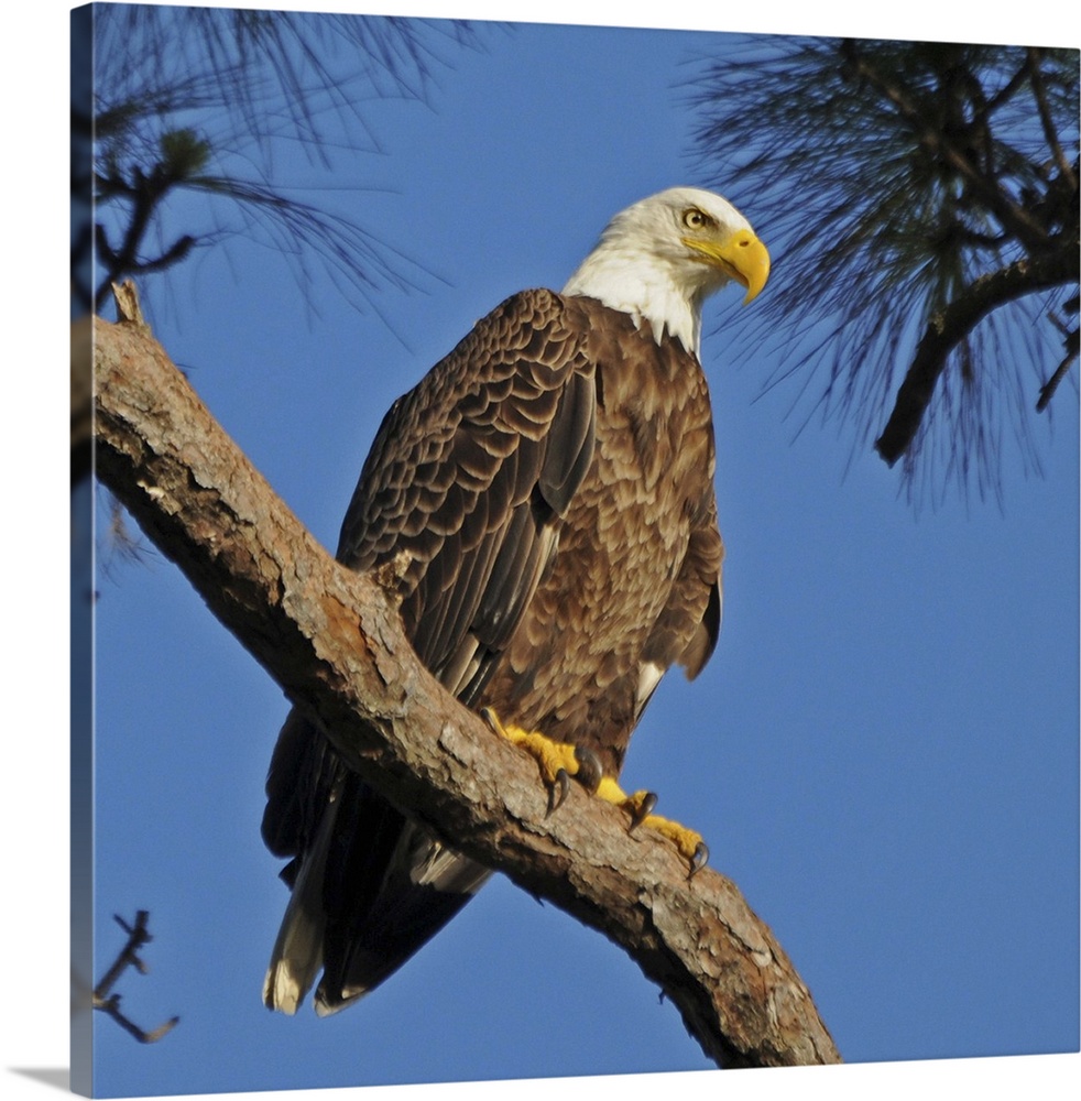Bald eagle sitting on branch of tree against blue sky.