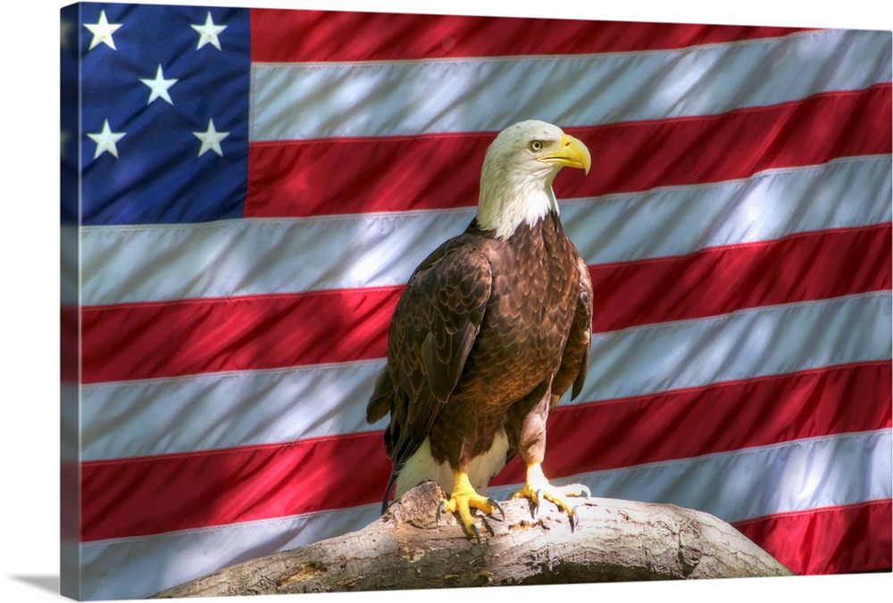 Bald eagle perching on tree trunk and American flag in background.