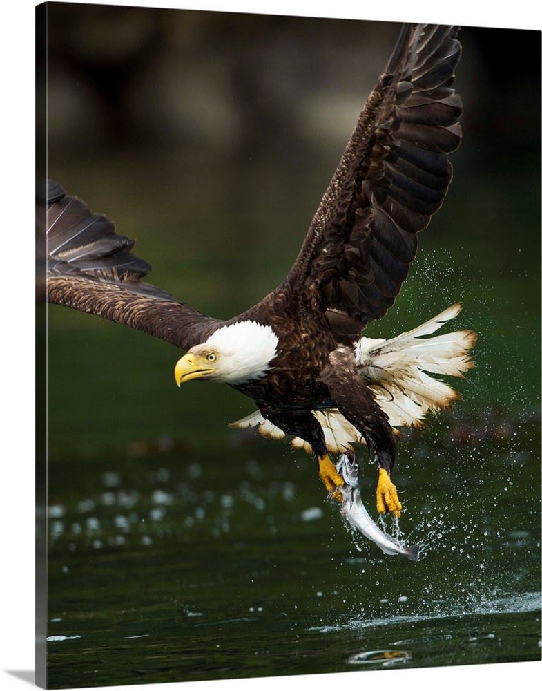 Canada, British Columbia, Galiano Island, Bald Eagle (Haliaeetus leucocephalus) spreads wings after catching small fish in...