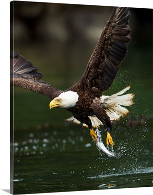 Bald Eagle, British Columbia, Canada