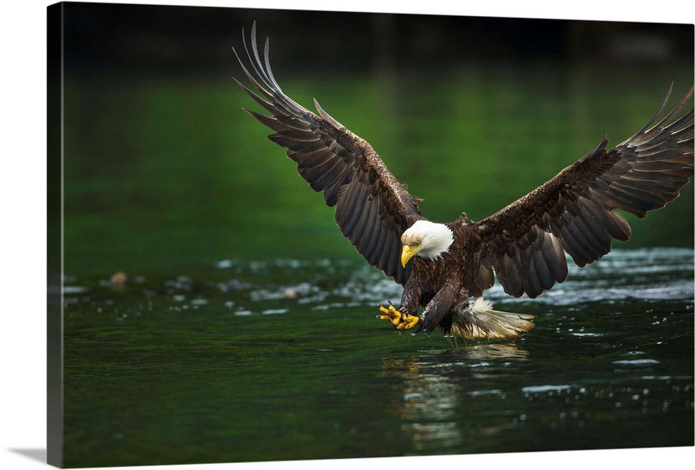Canada, British Columbia, Galiano Island, Bald Eagle (Haliaeetus leucocephalus) spreads wings while fishing in Active Pass