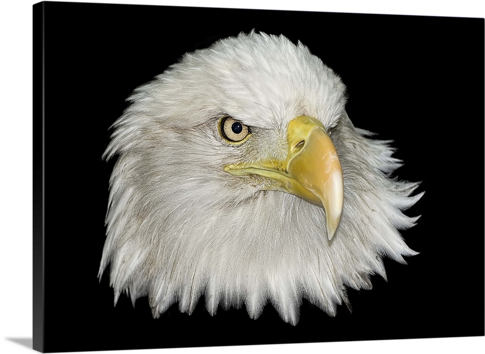 Bald Eagle portrait on a black background. Part of a series.