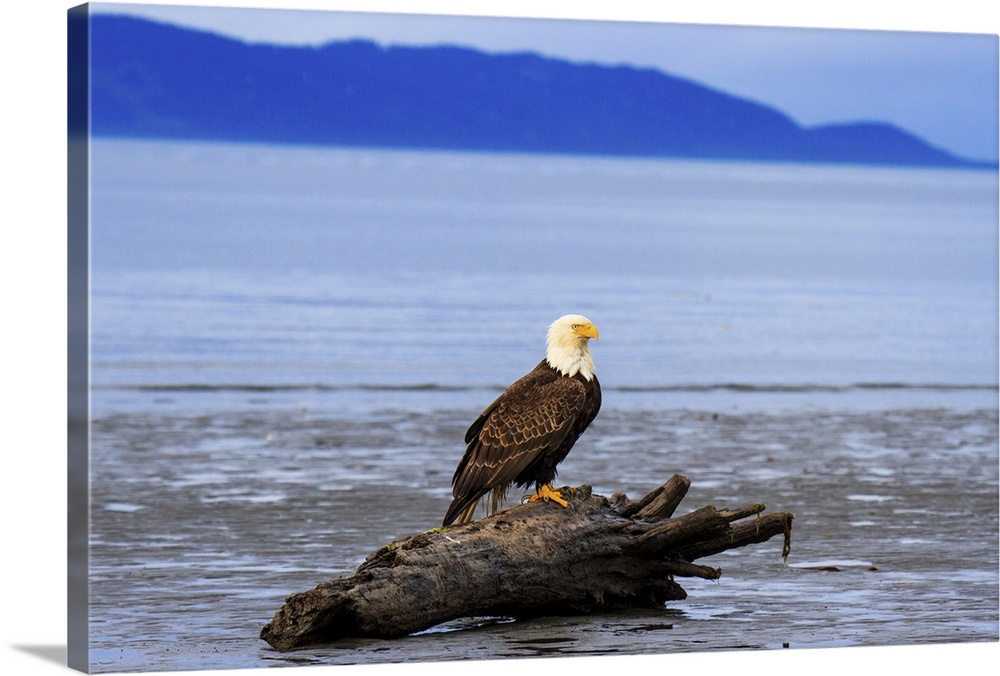 Bald eagle resting on Bishops Beach in Homer Alaska, USA.