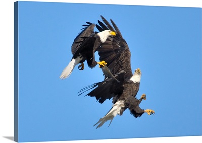 Bald eagles' challenge