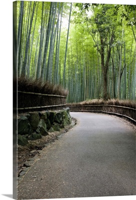 Bamboo forest in Arashiyama district, Kyoto, Japan