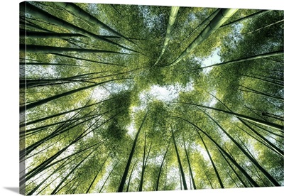 Bamboo Forest In Japan
