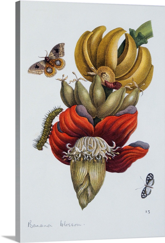 An illustration of tropical moths and caterpillars around a banana blossom from the book Das Kleine Buch der Tropicwunder,...